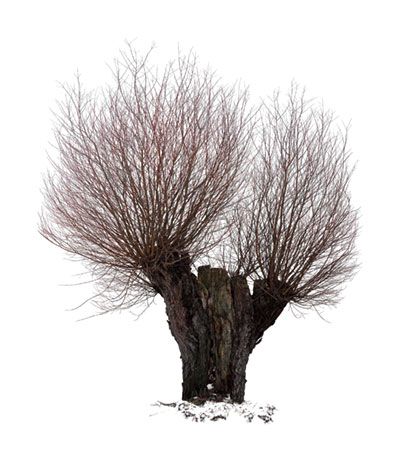 Andre van Uehm: Weide. 2015