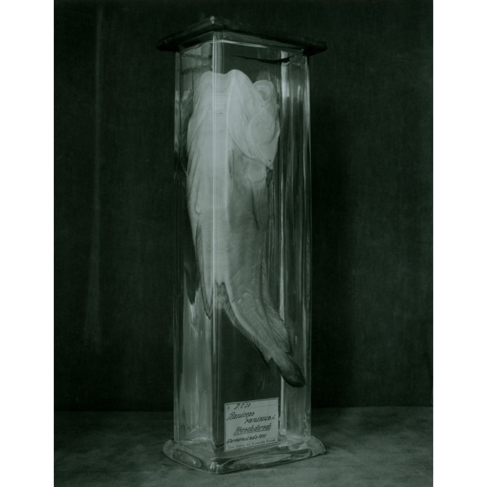 Ingar Krauss: o.T. aus der Serie FISCHE. Rostock 2021, Silbergelatine-Handabzug auf Barytpapier