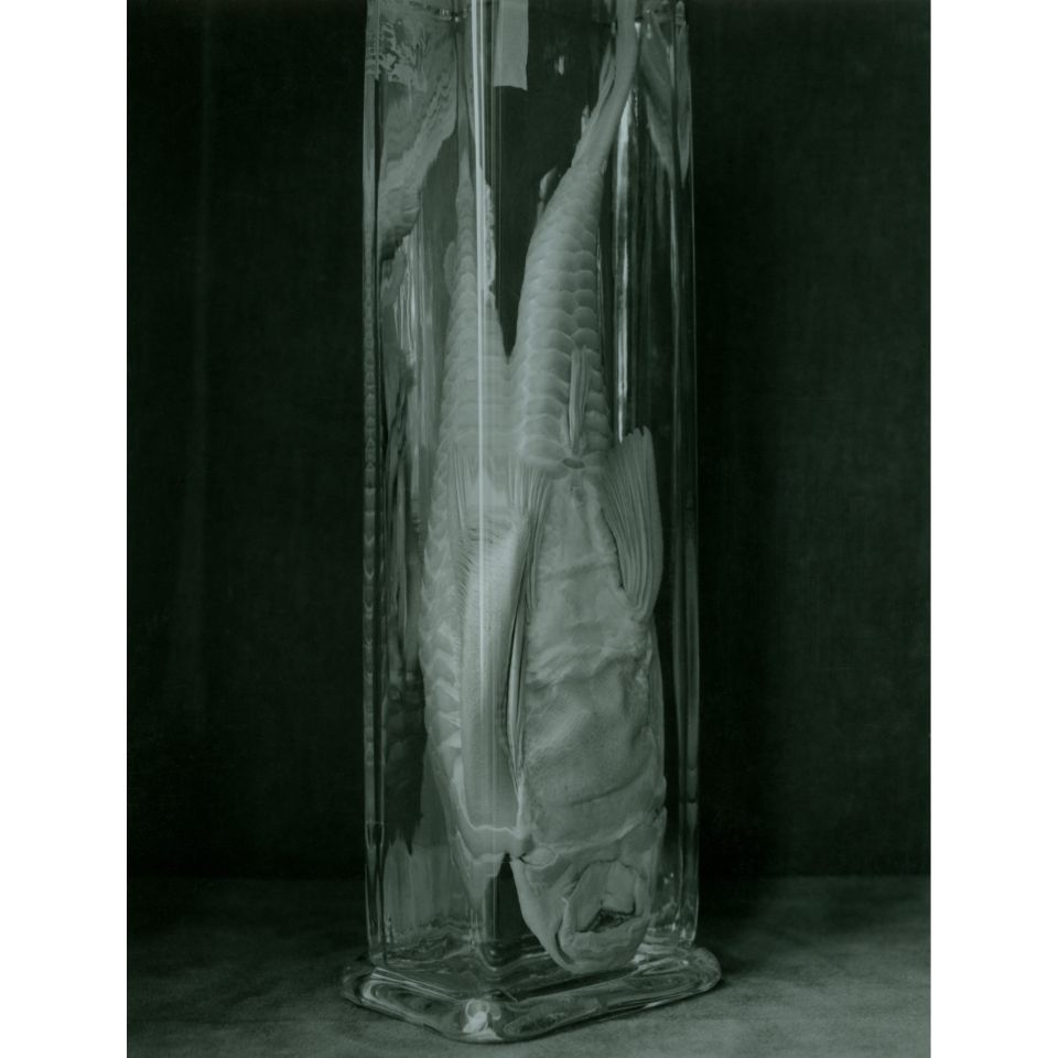 Ingar Krauss: o.T. aus der Serie FISCHE. Rostock 2021, Silbergelatine-Handabzug auf Barytpapier