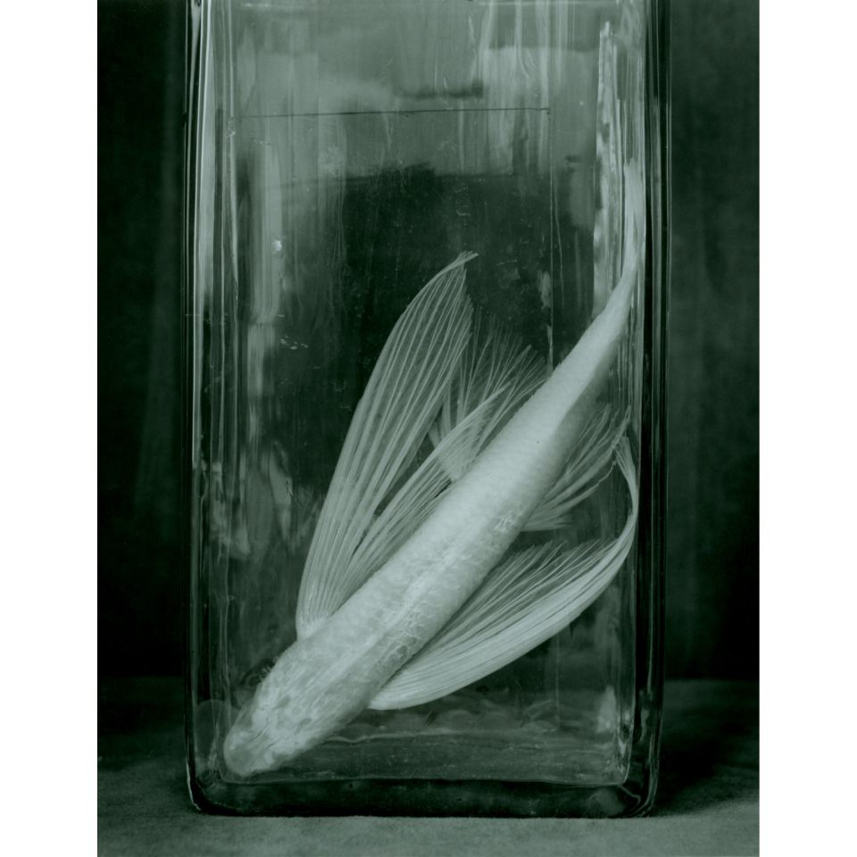 Ingar Krauss: o.T. aus der Serie FISCHE. Rostock 2021, Silbergelatine-Handabzug auf Barytpapier