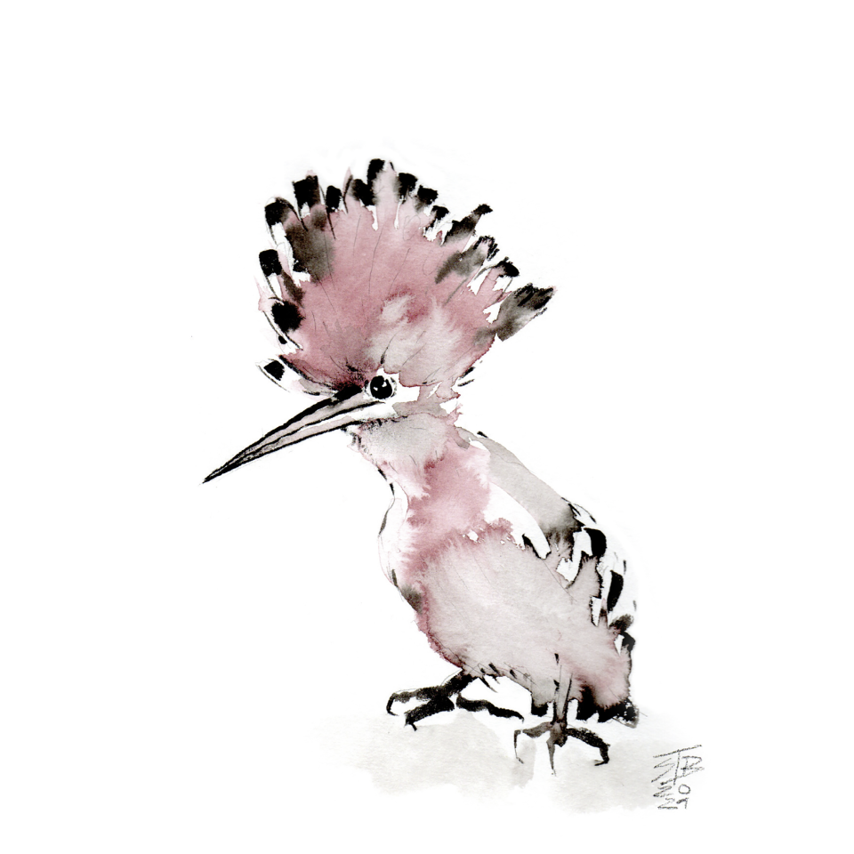 Steffi Böttcher: Wiedehopf. Tusche, 2020, 24x32 cm