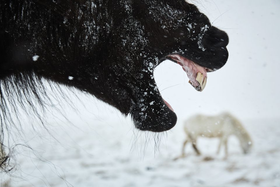 Iwona Knorr: Schneesturmgeflüster, Fotografie, Pigmentdruck, 1/5, 2017, 50x70 cm inkl. Rahmen (480,00 €)
