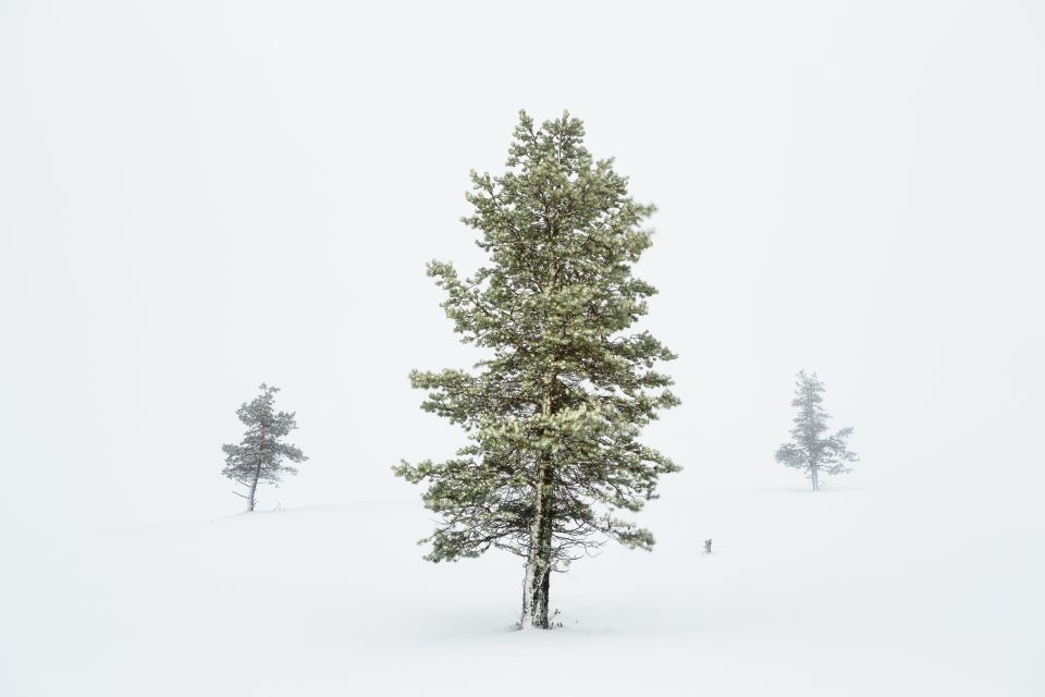 Kleines Kabinett - Iwona Knorr: Polarwald #01, Fotografie, Pigmentdruck, 1/5, 2014, 20x30 cm inkl. Rahmen (100,00 €)